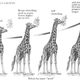Illustration for article titled Evolution 101: The Missing Link FAQ